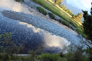 Anniversary and New Zealand 103 copy