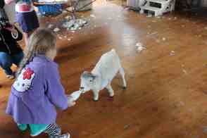 Anniversary and New Zealand 337 copy