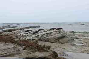 Anniversary and New Zealand 350 copy