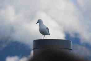 Anniversary and New Zealand 363 copy