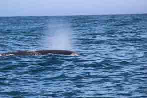 Anniversary and New Zealand 367 copy