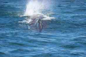 Anniversary and New Zealand 369 copy