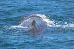 Anniversary and New Zealand 374 copy