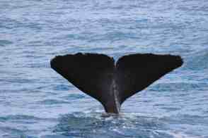 Anniversary and New Zealand 380 copy