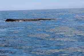 Anniversary and New Zealand 387 copy