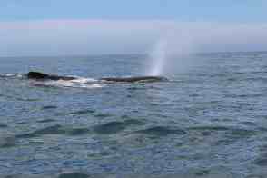 Anniversary and New Zealand 389 copy