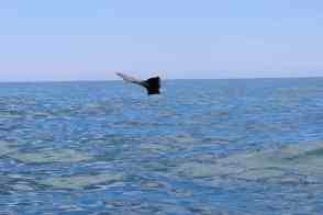 Anniversary and New Zealand 391 copy