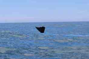 Anniversary and New Zealand 392 copy