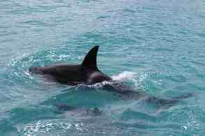 Anniversary and New Zealand 395 copy