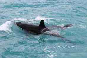 Anniversary and New Zealand 396 copy